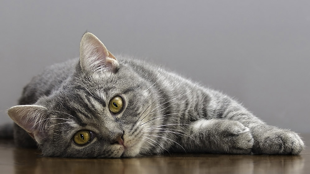 Hal yang Perlu Diketahui Tentang Steril Kucing | PURINA Indonesia
